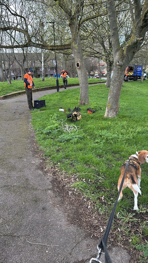 Ten new trees for Paignton Park planted in March 2026