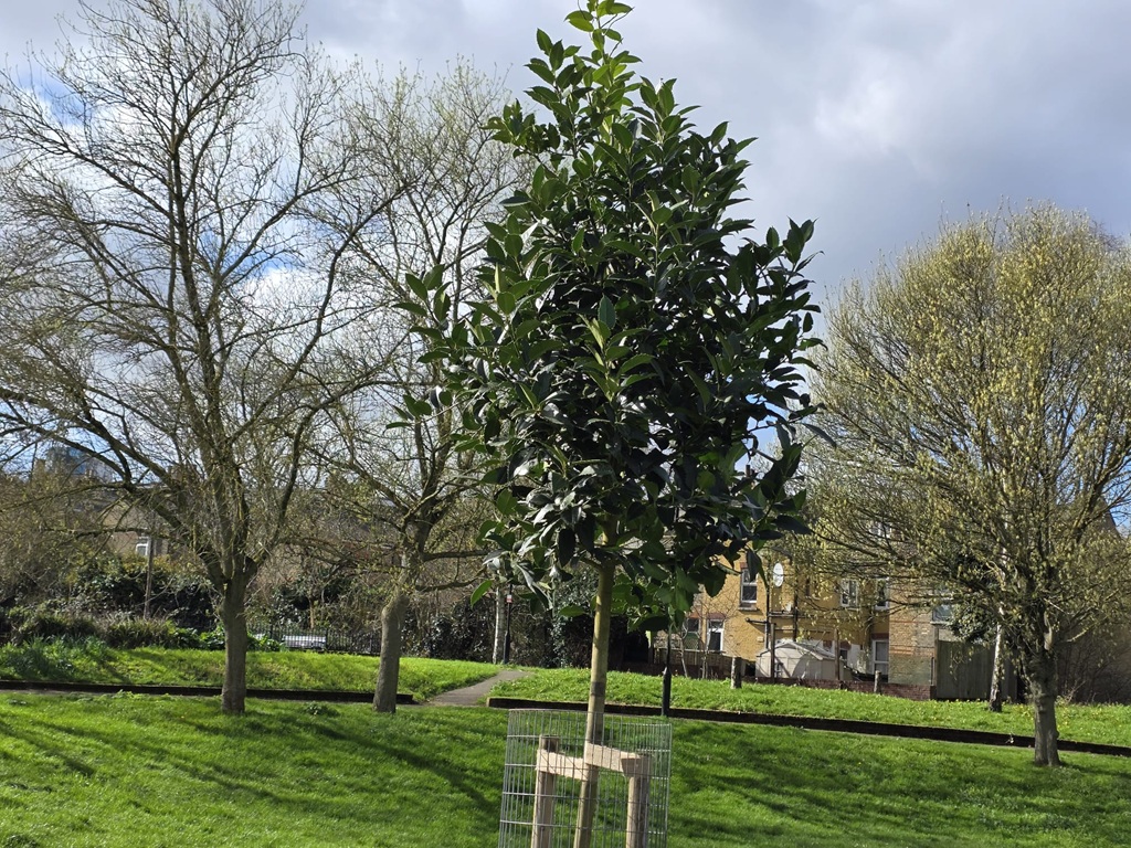 Ten new trees for Paignton Park planted in March 2026