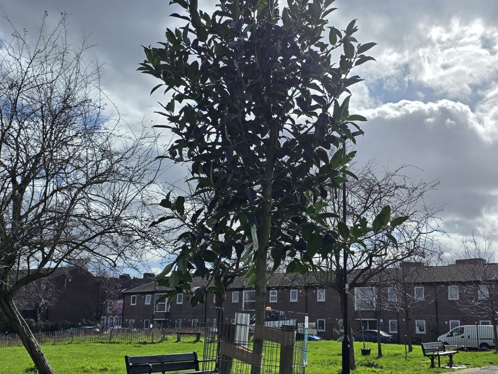 Ten new trees for Paignton Park planted in March 2026